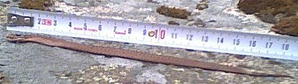 18 cm huggormshona