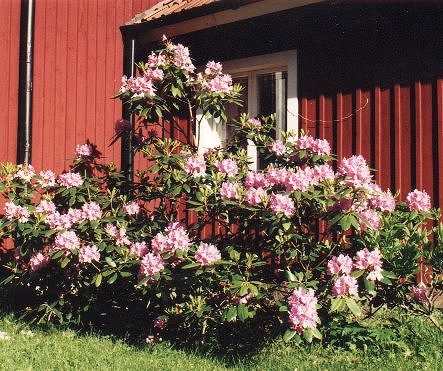  Rhododendron utanfr kksfnstret 