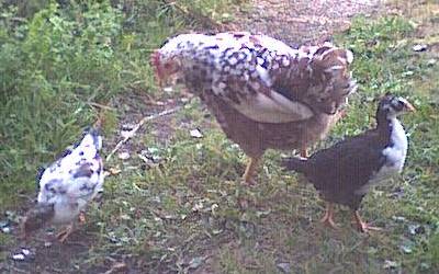 Snckan med sina drygt en mnad gamla kycklingar.